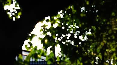 4k唯美阳光透过植物风光意境空镜头视频的预览图
